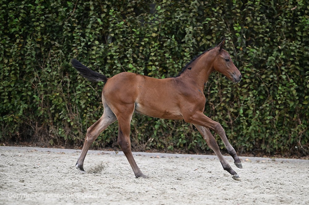 EL REY DORADO PM | COLT | 2022 | ZANG | PremiuMares