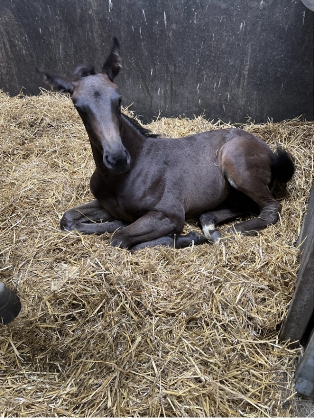 A HORSE WITH NO NAME PM 