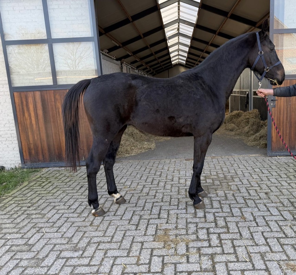 A HORSE WITH NO NAME PM 